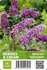 Motýlí keř - BERRIES & CREAM