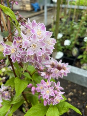 Deutzia hybrida - RASPBERRY SUNDAE®