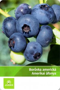 Americká borůvka DENIS BLUE