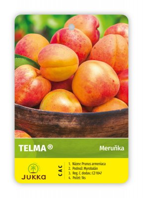 Meruňka TELMA