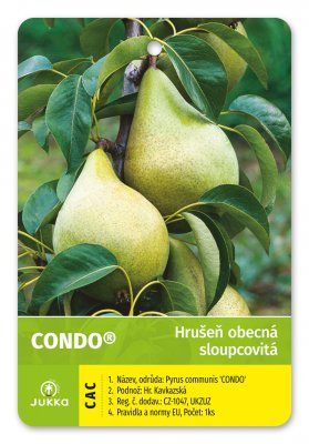 Hrušeň sloupcovitě rostoucí CONDO® - kontejner