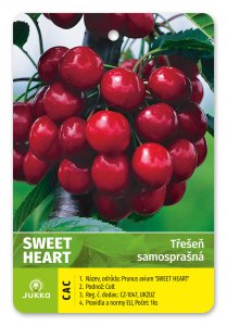 Třešeň SWEET HEART - kontejner