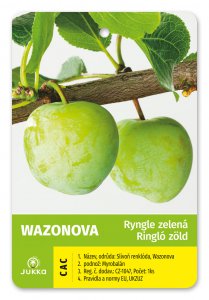 Ryngle WAZONOVA