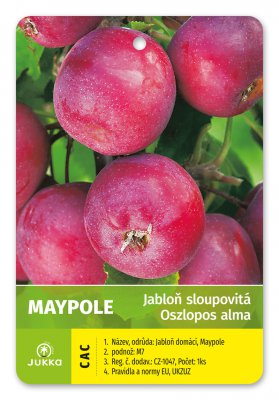 Jabloň sloupovitá MAYPOLE - kontejner