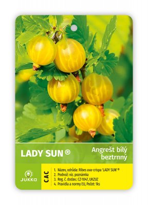 Angrešt keřový bílý LADY SUN® - kontejner