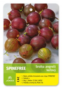 Angrešt keřový červený SPINE FREE beztrnný - kontejner