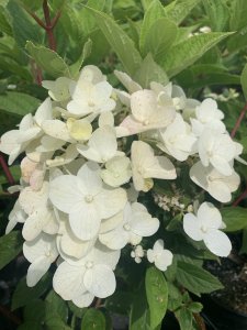 Hortenzie latnatá - WIMS RED® - kontejner