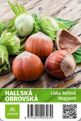 Líska keřová HALLSKÁ - kontejner