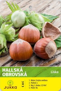 Líska keřová HALLSKÁ - kontejner