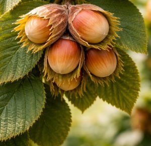 Líska keřová KATALÁNSKÁ - kontejner