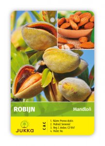 Mandloň ROBIJN - kontejner