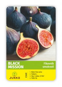 Fíkovník BLACK MISSION