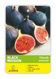 Fíkovník BLACK MISSION