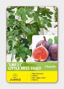 Fíkovník LITTLE MISS FIGGY®
