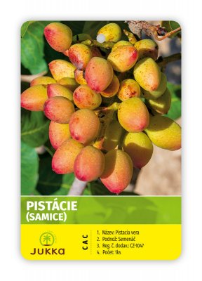 Pistacia vera - AEGENIA - kontejner