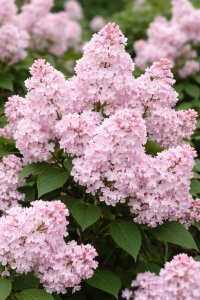 Šeřík MAIDENS BLUSH - kontejner