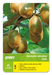 Kiwi JENNY (A. deliciosa) samosprašné