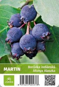 Indiánská borůvka Amelanchier MARTIN