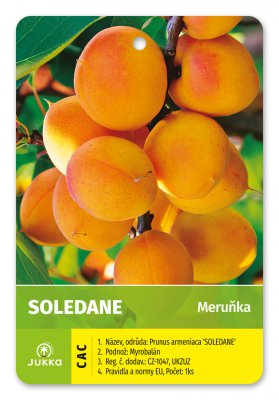 Meruňka SOLEDANE - kontejner