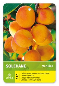 Meruňka SOLEDANE - kontejner
