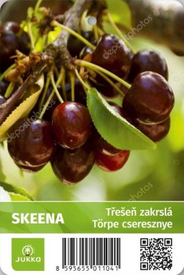 Třešeň SKEENA