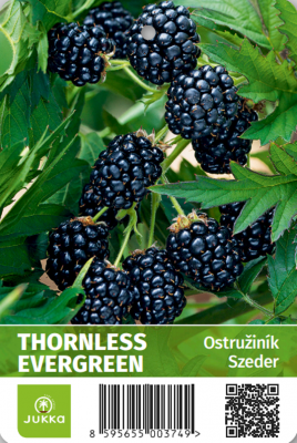 Ostružiník THORNLESS EVERGREEN