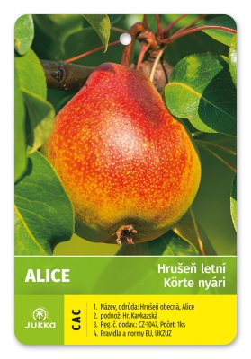 Hrušeň ALICE - kontejner