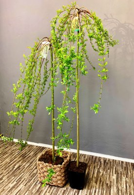 Vrba japonská (Salix integra) - PENDULA 150 cm