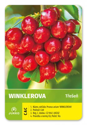 Třešeň WINKLEROVA - kontejner