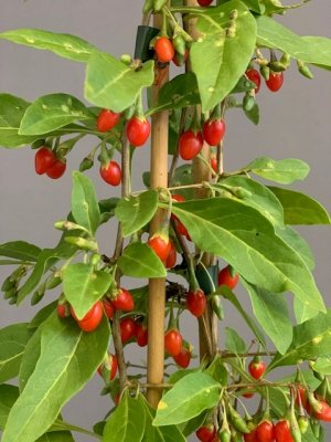 Goji - GROSSFRUCHTIG
