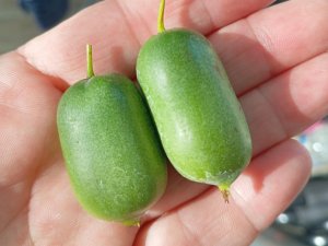 Kiwi JAPSAI (A. arguta) samosprašné
