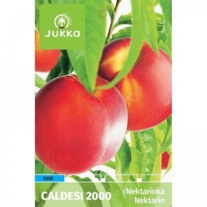 Nektarinka CALDESI 2000 - kontejner