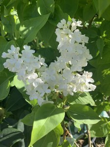 Šeřík MADAME FLORENT STEPMAN - kontejner