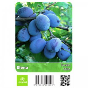 Švestka ELENA - kontejner