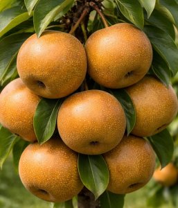 Asijská hrušeň SHINKO