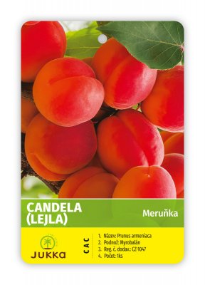 Meruňka CANDELA