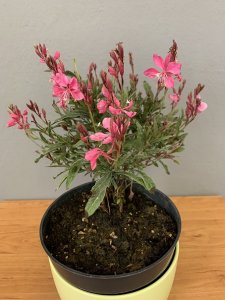 Gaura lindheimeri - svíčkovec - FLAMINGO PINK®