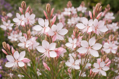 Gaura lindheimeri - svíčkovec - FLAMINGO WHITE®