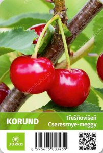 Třešňovišeň KORUND - kontejner