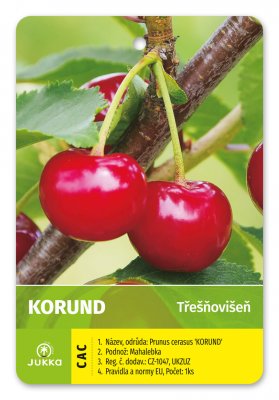 Třešňovišeň KORUND - kontejner