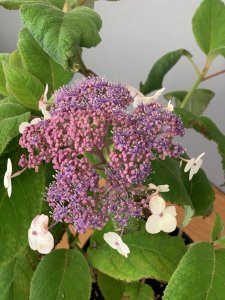 Hortenzie drsná - MACROPHYLLA