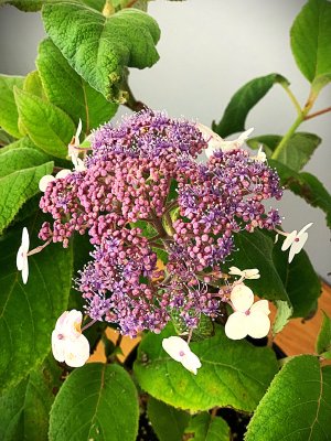 Hortenzie drsná - MACROPHYLLA