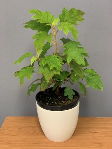 Hortenzie dubolistá - TARA®
