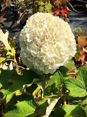 Hortenzie dubolistá - TARA®