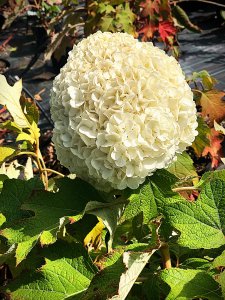 Hortenzie dubolistá - TARA®