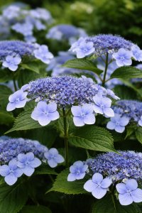 Hortenzie pilovitá - BLUEBIRD
