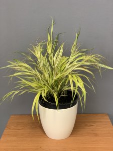Rákosovka (Hakonechloa macra) AUREOLA