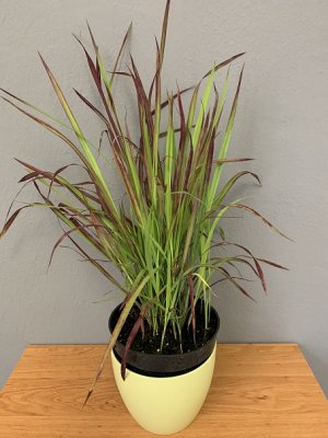 Imperata válcovitá (Imperata cylindrica) RED BARON