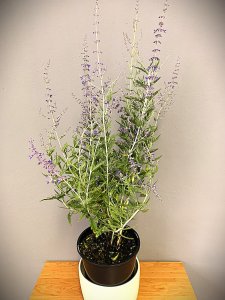 Perovskie lebedolistá (Perovskia atriplicifolia) BLUE SPIRE