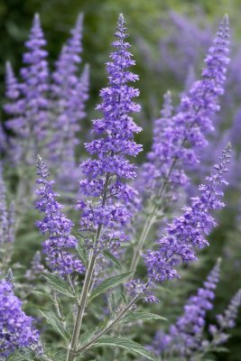 Perovskie lebedolistá (Perovskia atriplicifolia) BLUE SPIRE
